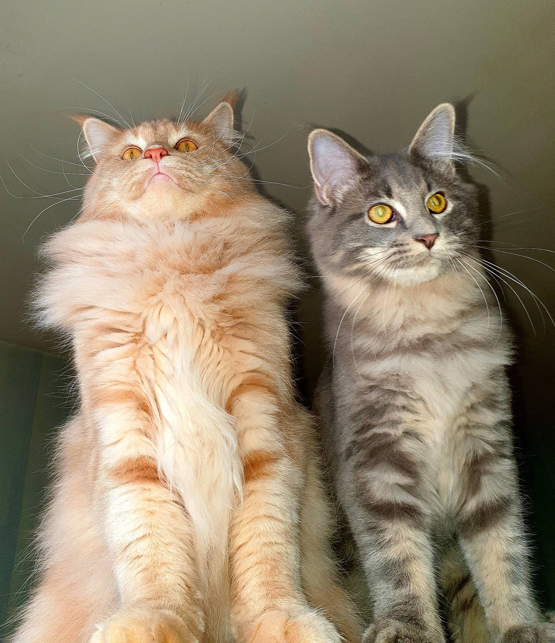 Replay participe au concours pour gagner de l'argent avec cette photo : carnivore, cat, facial_expression, fawn, felidae, fur, orange, organism, paw, peach, small_to_medium_sized_cats, snout, tail, terrestrial_animal, toe, vertebrate, whiskers