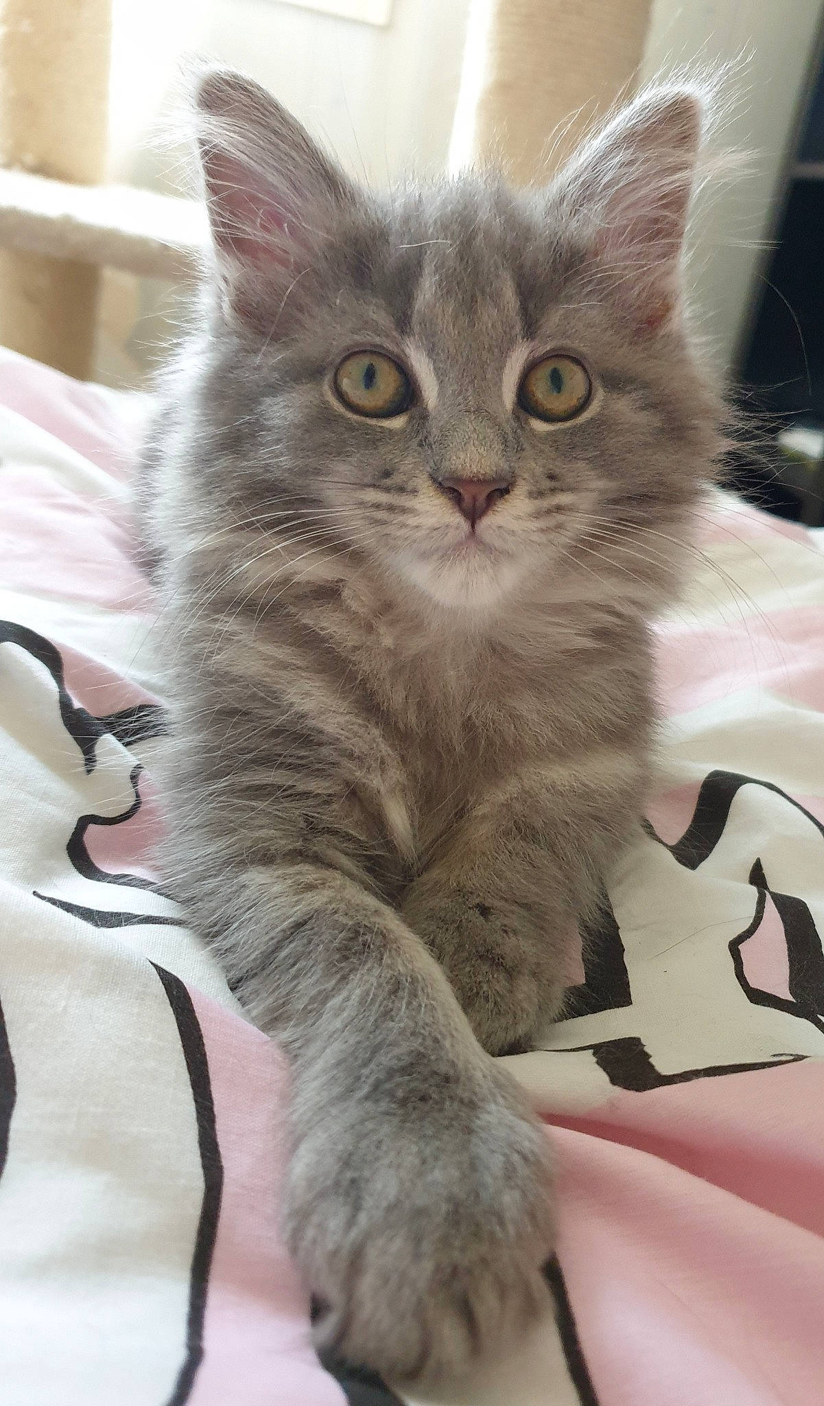 Replay participe au concours pour gagner de l'argent avec cette photo : carnivore, cat, claw, curious, felidae, fur, paw, pet_supply, small_to_medium_sized_cats, snout, vertebrate, whiskers