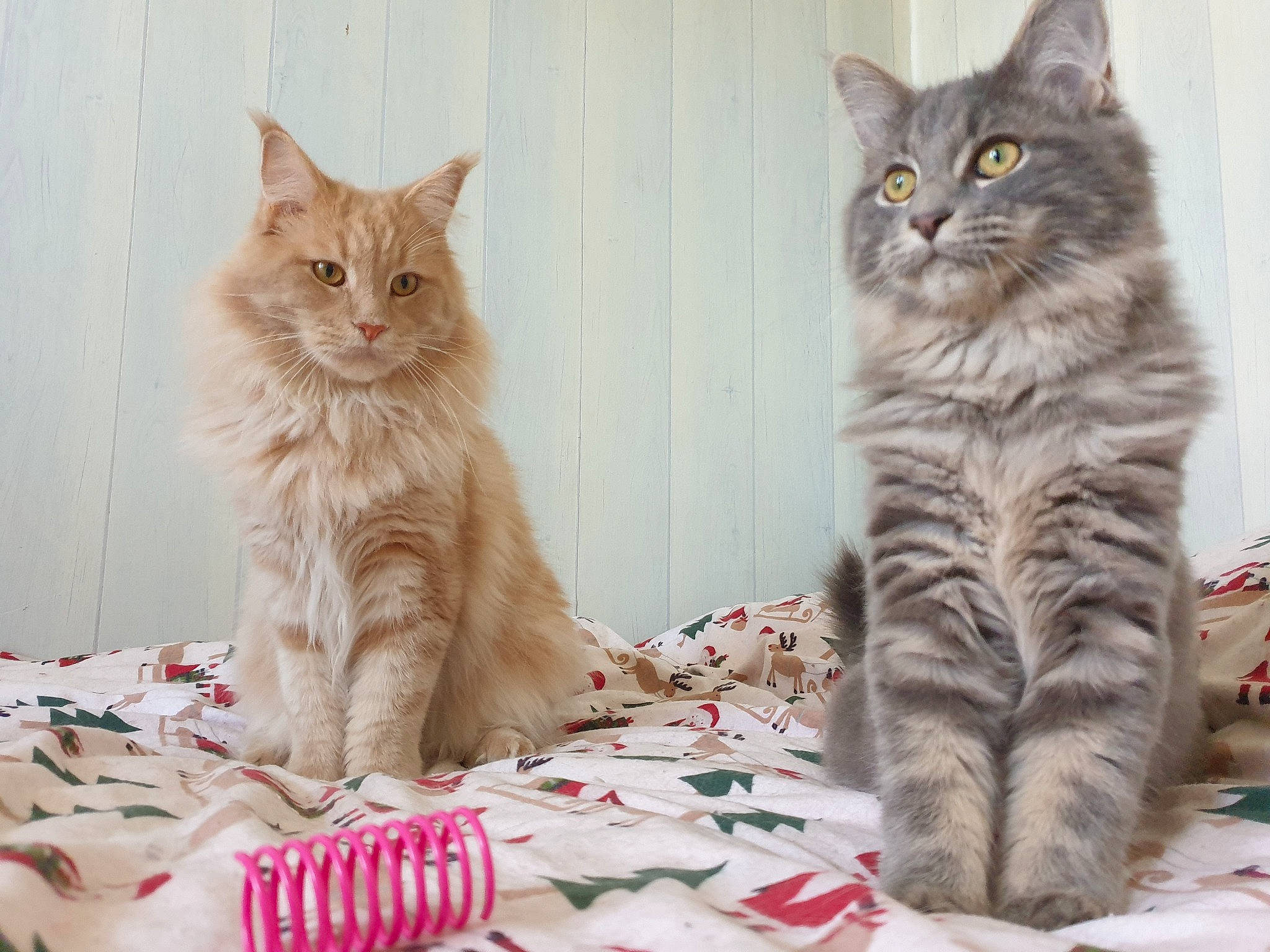 Replay participe au concours pour gagner de l'argent avec cette photo : carnivore, cat, comfort, fawn, felidae, fur, linens, organism, paw, peach, pet_supply, small_to_medium_sized_cats, snout, tail, terrestrial_animal, toe, vertebrate, whiskers, yellow