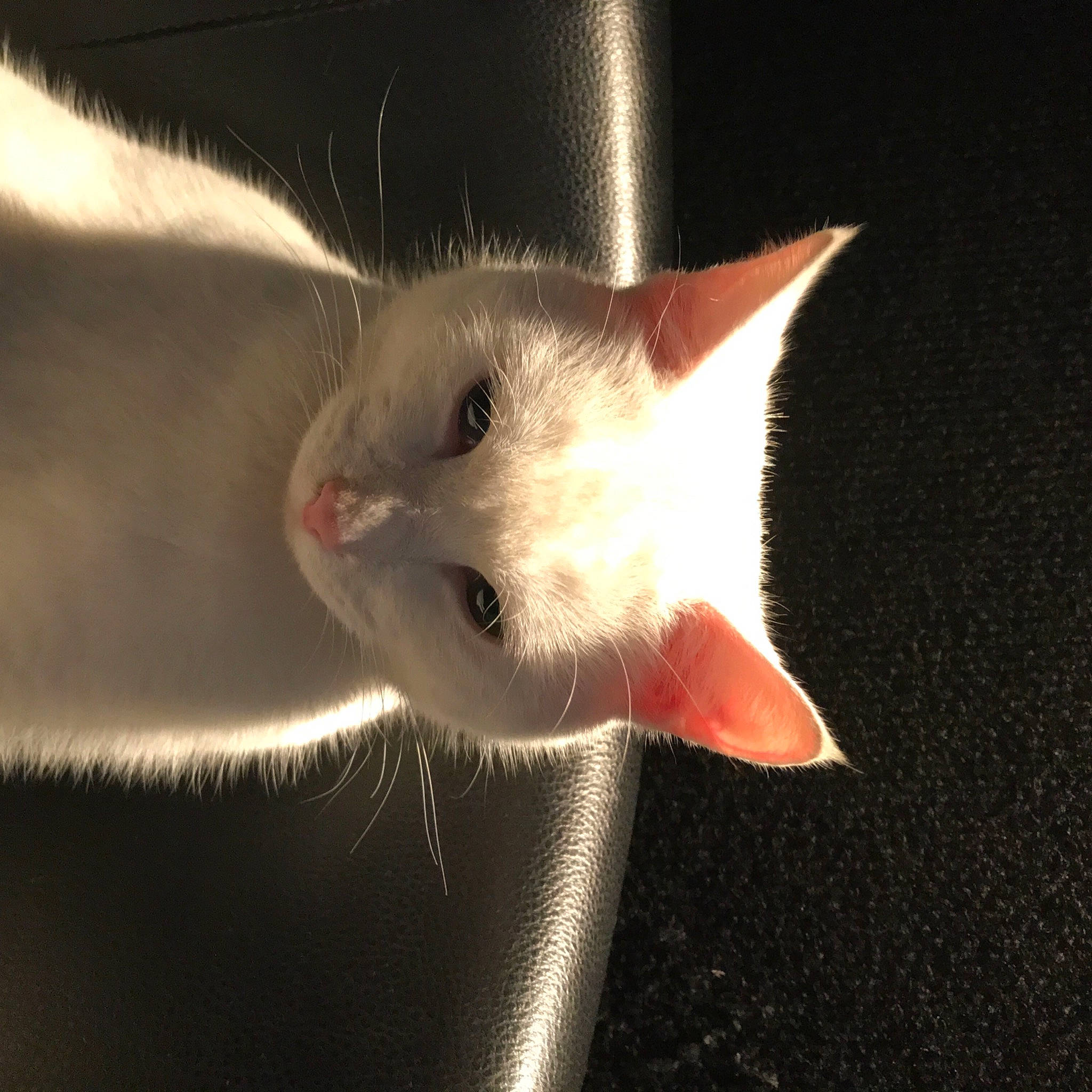 Tommy participe au concours pour gagner de l'argent avec cette photo : carnivore, cat, darkness, domestic_short_haired_cat, ear, felidae, fur, macro_photography, paw, small_to_medium_sized_cats, snout, tail, whiskers