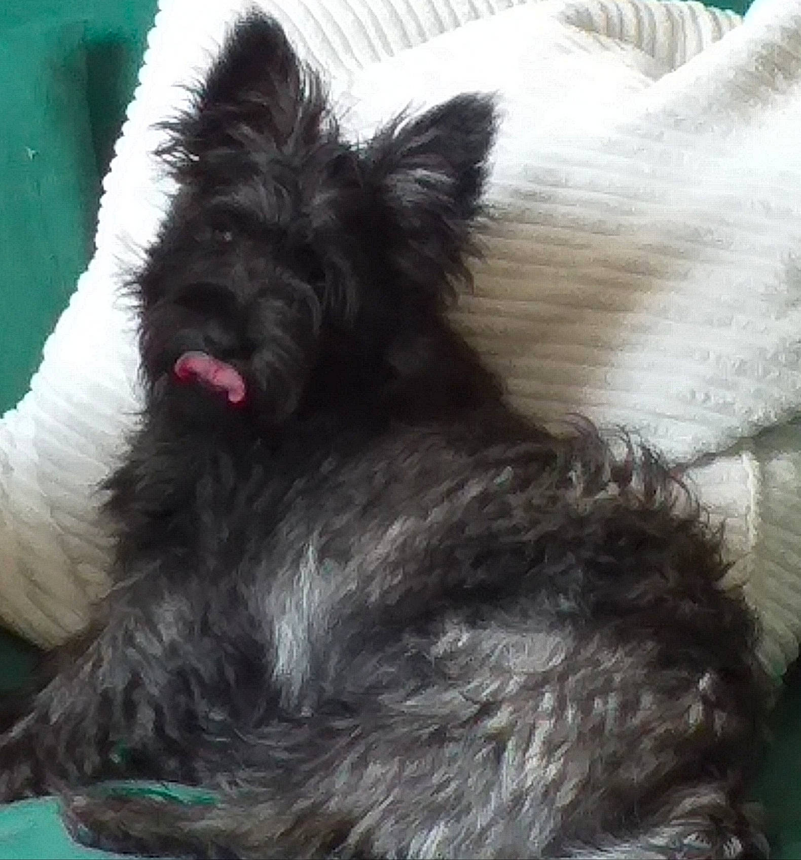 Lucien a rejoint le concours — aidez-le/la à gagner de superbes lots ! canidae, carnivore, companion_dog, dog, dog_breed, fur, herding_dog, liver, non_sporting_group, paw, puppy, small_terrier, sporting_group, tail, terrestrial_animal, terrier, toy_dog, whiskers, working_animal, working_dog