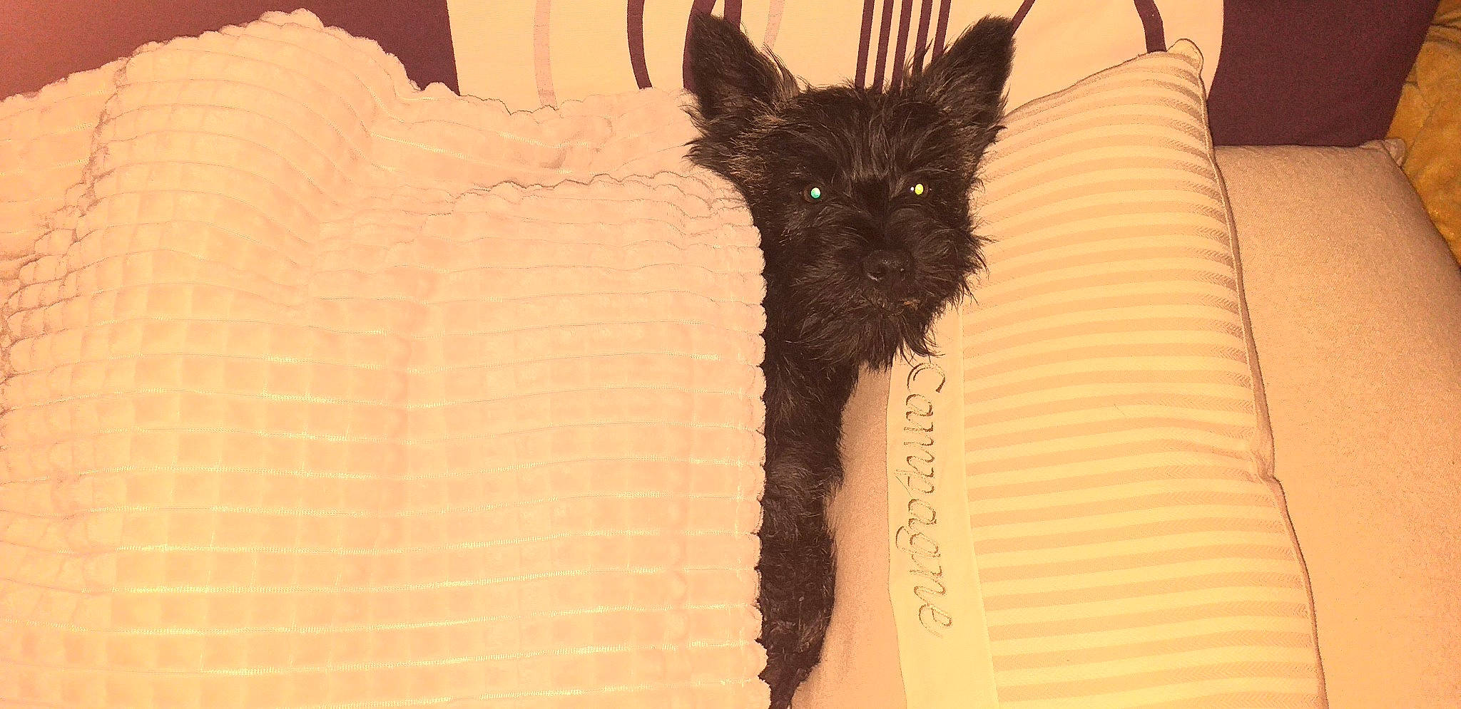 Lucien a rejoint le concours — aidez-le/la à gagner de superbes lots ! bag, bat, black_cat, canidae, carnivore, cat, dog_breed, fashion_accessory, fawn, feather, felidae, fur, linens, pattern, pet_supply, sleeve, small_to_medium_sized_cats, sunglasses, tail, whiskers