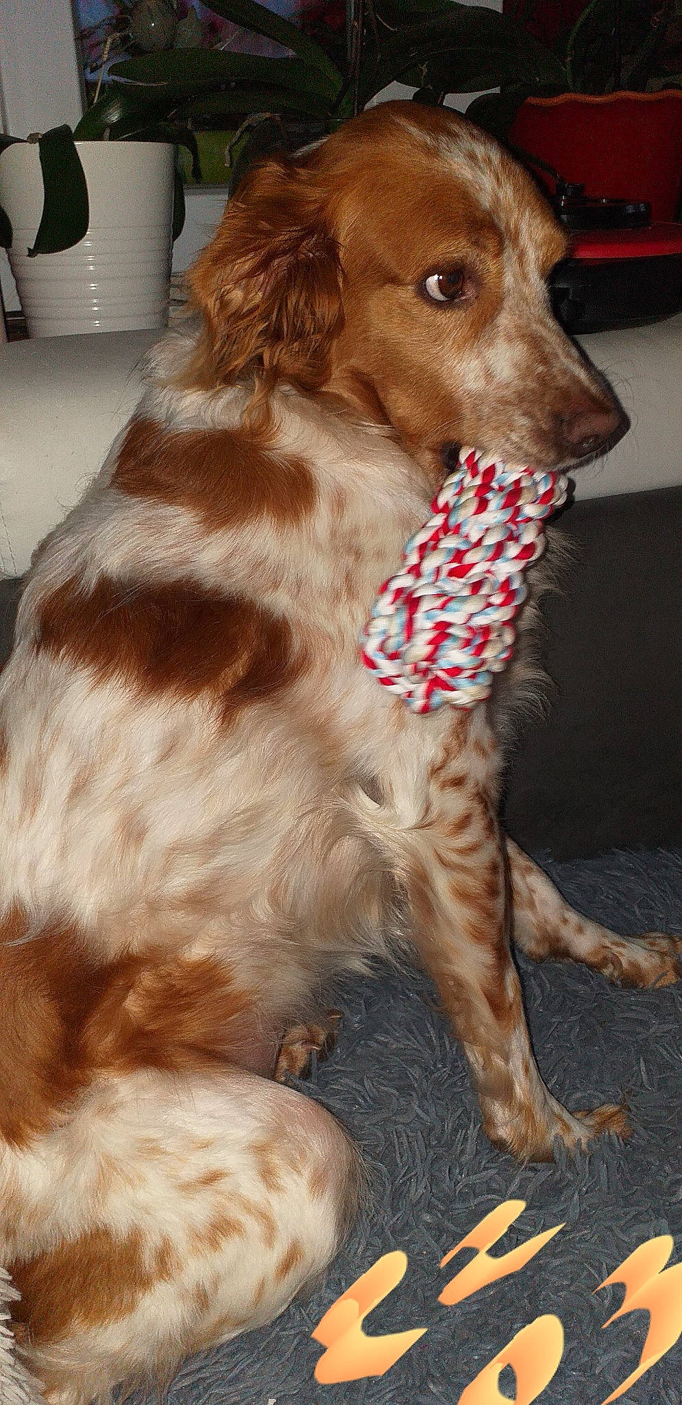 Ilona participe au concours pour gagner de l'argent avec cette photo : canidae, carnivore, companion_dog, dog, dog_breed, english_cocker_spaniel, fawn, irish_red_and_white_setter, irish_setter, mammal, rare_breed_dog, russian_spaniel, setter, spaniel, sporting_group, vertebrate, welsh_springer_spaniel