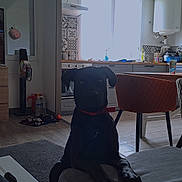 Ullia participe au concours pour gagner de l'argent avec cette photo : accessories, animal, architecture, bag, building, canine, chair, couch, desk, dog, furniture, indoors, interiordesign, labradorretriever, livingroom, pet, plywood, room, table, wood
