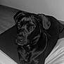 Ullia participe au concours pour gagner de l'argent avec cette photo : animal, bed, boxer, bulldog, canine, cushion, dog, face, furniture, greatdane, head, homedecor, hound, labradorretriever, person, pet, photography, pointer, portrait, puppy