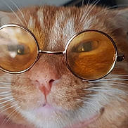 Caramel participe au concours pour gagner de l'argent avec cette photo : cat, ginger_cat, close_up, glasses, round_glasses, whiskers, nose, fur, portrait, pet, animal, cute, face, orange_fur, eyewear, indoor, domestic_cat, muzzle, mustache, whisker_spots