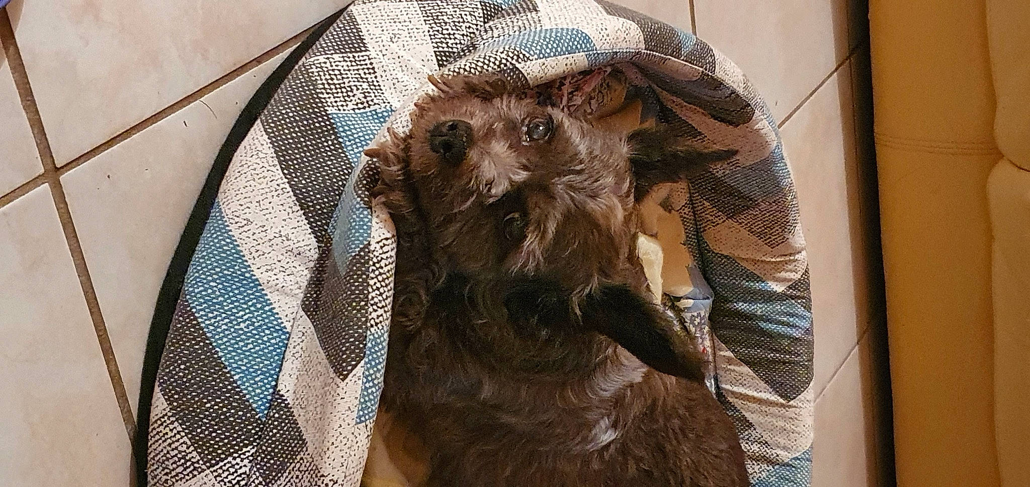 Nina participe au concours pour gagner de l'argent avec cette photo : canidae, carnivore, chewbacca, companion_dog, dog, dog_breed, facial_hair, fashion_accessory, fawn, fur, hat, liver, pattern, sleeve, snout, sporting_group, terrier, toy_dog, whiskers, working_animal