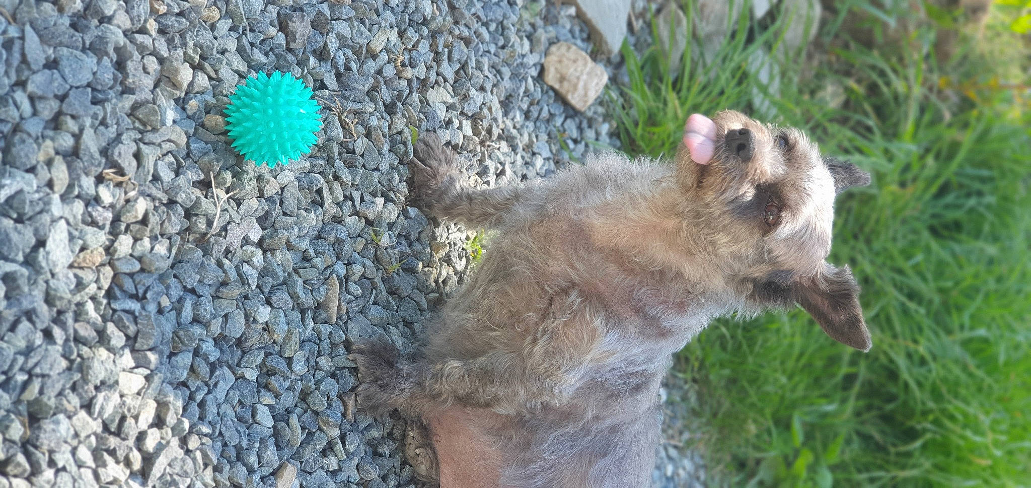 Nina a rejoint le concours — aidez-le/la à gagner de superbes lots ! asphalt, carnivore, claw, fawn, fur, grass, hyena, koala, mammal, marsupial, meerkat, plant, primate, road_surface, spotted_hyena, tail, tar, terrestrial_animal, vertebrate, whiskers