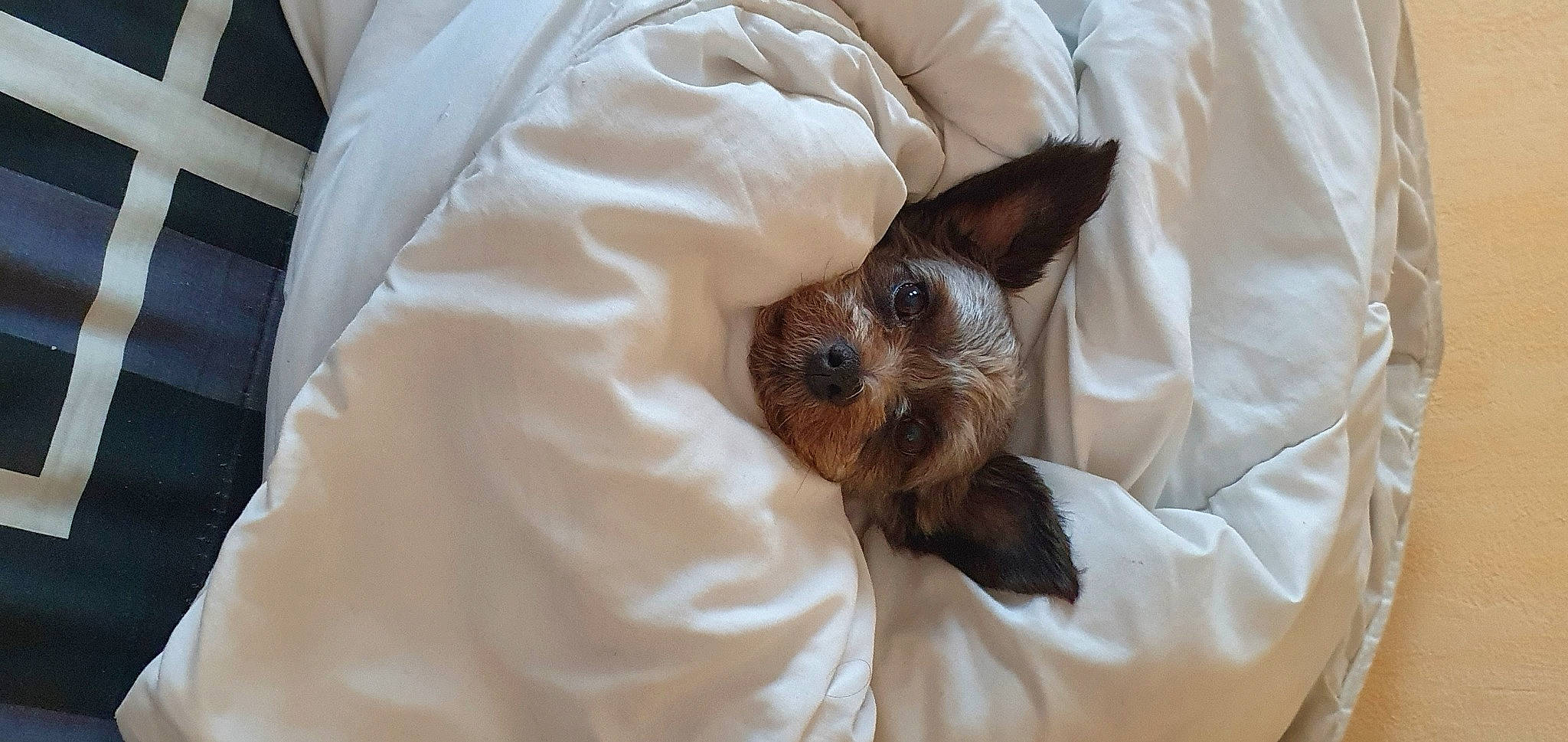 Nina a rejoint le concours — aidez-le/la à gagner de superbes lots ! bat, canidae, carnivore, comfort, common_pipistrelle, companion_dog, dog, dog_breed, dog_supply, duvet, fawn, fur, linens, liver, sleeve, small_terrier, sporting_group, terrier, toy_dog, working_animal