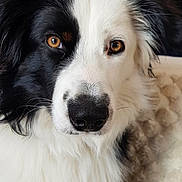 Alvin a rejoint le concours — aidez-le/la à gagner de superbes lots ! dog, border_collie, black_and_white, close_up, portrait, heterochromia, fluffy_fur, pet, animal, cute, indoor, looking_at_camera, calm, curious, muzzle, ears, face, brown_eyes, white_fur, black_fur