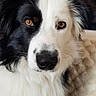 dog, border_collie, black_and_white, close_up, portrait, heterochromia, fluffy_fur, pet, animal, cute, indoor, looking_at_camera, calm, curious, muzzle, ears, face, brown_eyes, white_fur, black_fur