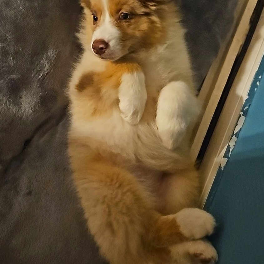 Aya participe au concours pour gagner de l'argent avec cette photo : adorable, animal, brown_and_white, canine, companion, cozy, curious, cute, cute_pet, dog, fluffy, fur, indoors, lying_down, pet, puppy, relaxed, resting, soft_surface, young_dog