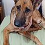 Sadie Mae joined the competition — help win amazing prizes! dog, brown_dog, pet, bed, indoor, smartphone, time_display, ears, collar, curious, lying_down, animal, domestic_animal, close_up, looking, furniture, phone, technology, resting, casual