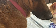 Sadie Mae is registered to the contest to win money with this photo: dog, brown_dog, pink_collar, bed, indoor, pet, furniture, fan, curious, animal, canine, resting, lying_down, close_up, household_items, blue_storage_box, light_colored_dog, fur, domestic, looking_back