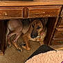 Sadie Mae is registered to the contest to win money with this photo: dog, german_shepherd, pet, under_desk, wooden_desk, carpet, collar, indoor, resting, furniture, brown, fur, paw, animal, cozy, looking_up, home, domestic, relaxed, companion