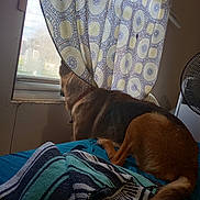 Sadie Mae is registered to the contest to win money with this photo: dog, bed, blanket, curtain, window, indoor, furniture, pet, animal, resting, looking_out, fan, fabric, pattern, brown, tan, cozy, home, domestic, relaxed