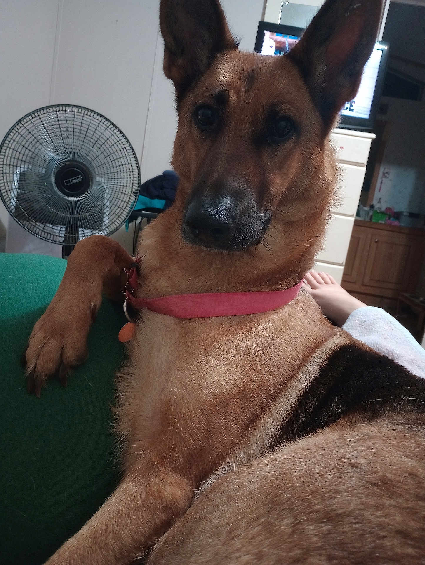 Sadie Mae joined the competition — help win amazing prizes! dog, german_shepherd, pet, indoor, couch, collar, paw, fan, television, furniture, home, relaxed, brown_fur, black_fur, ears_up, close_up, domestic_animal, canine, resting, living_room