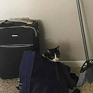 Agatha is registered to the contest to win money with this photo: cat, black_and_white_cat, bag, suitcase, broom, carpet, indoor, corner, pet, curious, peeking, home, floor, shadow, quiet, cozy, feline, domestic, animal, resting