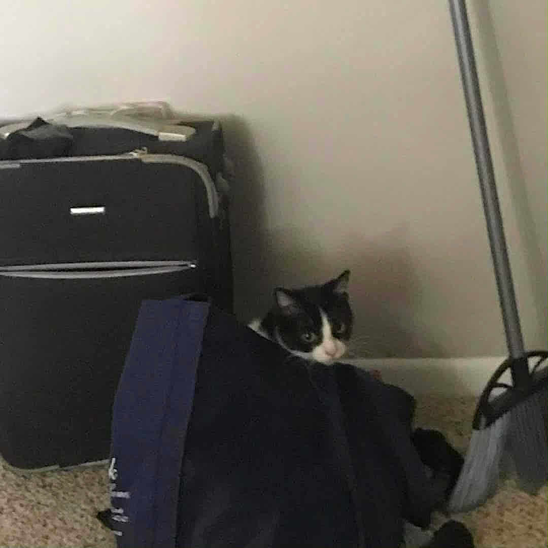 Agatha is registered to the contest to win money with this photo: cat, black_and_white_cat, bag, suitcase, broom, carpet, indoor, corner, pet, curious, peeking, home, floor, shadow, quiet, cozy, feline, domestic, animal, resting