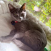 Karma joined the competition — help win amazing prizes! cat, gray_cat, pet, animal, feline, indoor, window, screen, bed, fluffy, white_bed, relaxed, sunlight, natural_light, greenery, collar, whiskers, ears, tail, lying_down