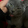 cat, gray_cat, pet, hand, close_up, green_eyes, feline, fur, collar, indoor, cozy, red_blanket, black_blanket, resting, comfort, animal, cute, domestic_cat, whiskers, relaxed