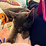 Karma is registered to the contest to win money with this photo: cat, sleeping, gray_cat, blanket, soft_texture, cozy, indoor, relaxation, paw, human_leg, green_sock, tablet_case, pink, black_pants, close_up, feline, resting, comfort, nap, domestic