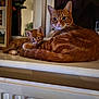 cat, kitten, ginger_cat, window, windowsill, flower, photo_frame, home, pet, animal, feline, resting, cute, cozy, fur, domestic_animal, indoor, closeup, two_animals, relaxed