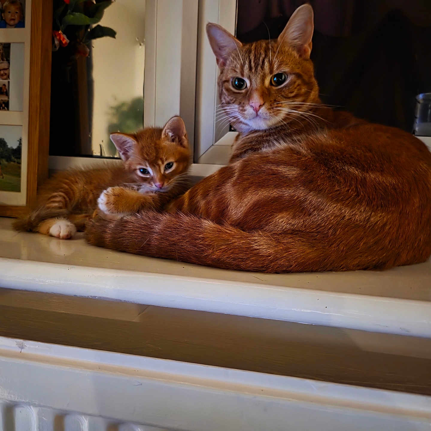 Taco And Tacolito joined the competition — help win amazing prizes! animal, cat, closeup, cozy, cute, domestic_animal, feline, flower, fur, ginger_cat, home, indoor, kitten, pet, photo_frame, relaxed, resting, two_animals, window, windowsill