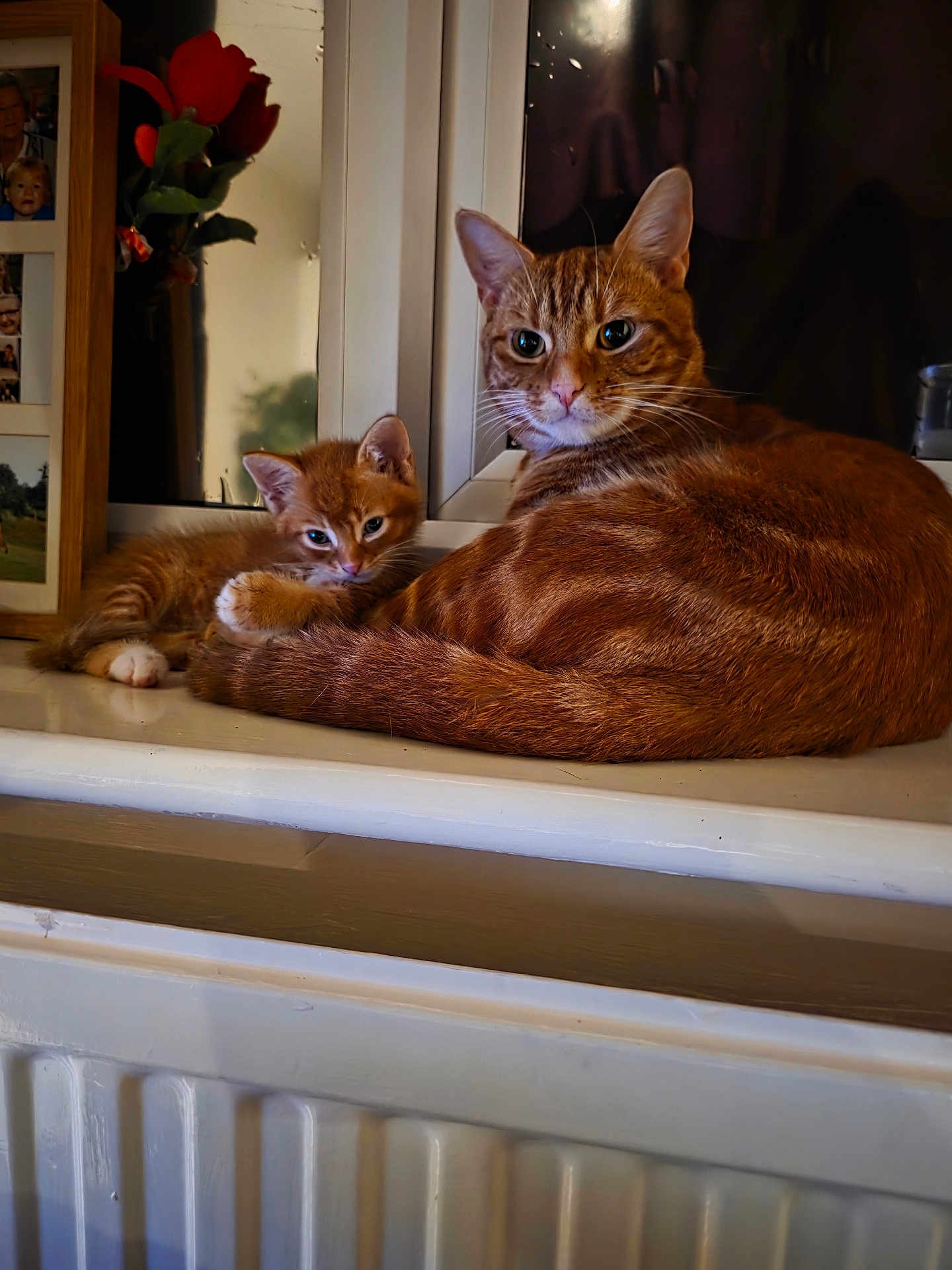 Taco And Tacolito joined the competition — help win amazing prizes! cat, kitten, ginger_cat, window, windowsill, flower, photo_frame, home, pet, animal, feline, resting, cute, cozy, fur, domestic_animal, indoor, closeup, two_animals, relaxed