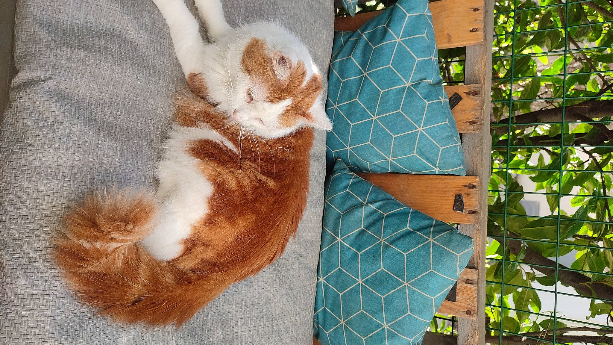 Nesta participe au concours pour gagner de l'argent avec cette photo : art, canidae, carnivore, cat, claw, domestic_short_haired_cat, electric_blue, fawn, felidae, fur, line, linens, mesh, pattern, small_to_medium_sized_cats, tail, textile, tree, whiskers, wood