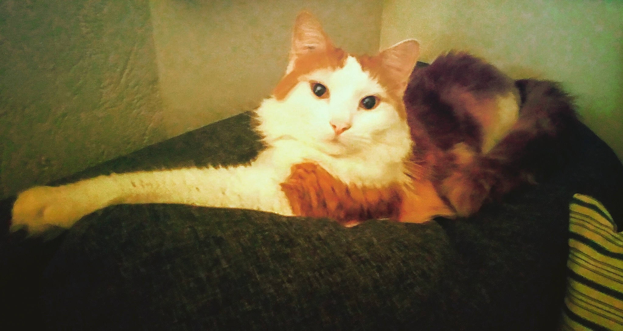 Nesta a rejoint le concours — aidez-le/la à gagner de superbes lots ! box, carnivore, cat, claw, comfort, domestic_short_haired_cat, eye, fawn, felidae, fur, hardwood, paw, sitting, small_to_medium_sized_cats, snout, tail, whiskers, window, wood