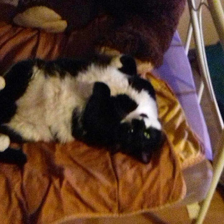 Minette