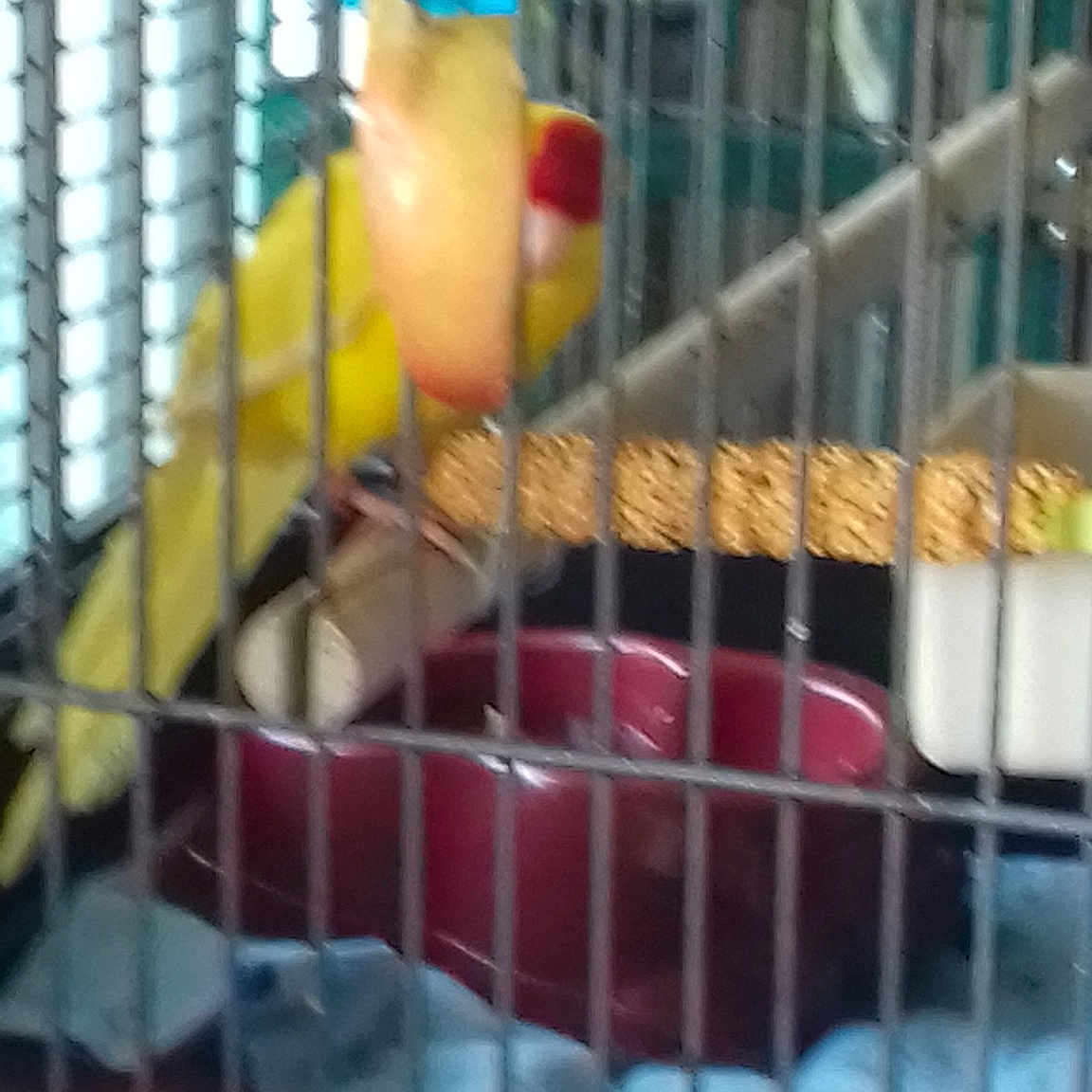 Kooki
