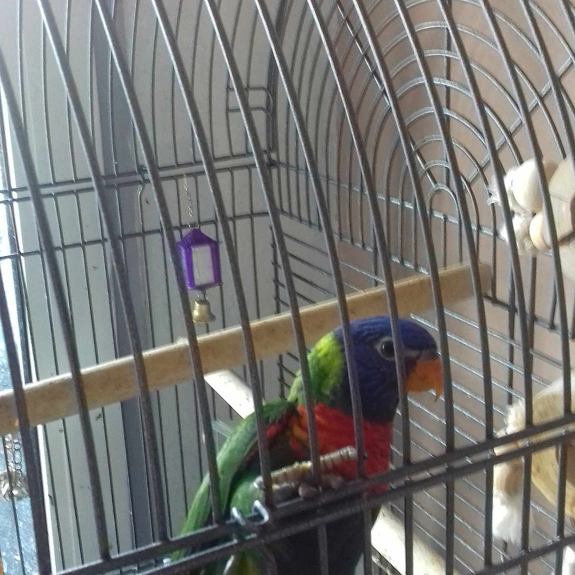 Kiwi