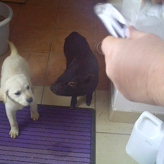 Bouba
