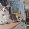 animal, cat, chair, collar, countertop, feline, furniture, household, indoor, kitchen, living_room, map, microwave, paw_tag, pet, plant, relaxed, resting, tabby_cat, television