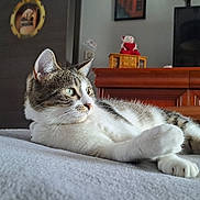 Milka participe au concours pour gagner de l'argent avec cette photo : blanket, cat, cozy, domestic_animal, dresser, ears, fur, furniture, green_eyes, home, indoor, lying_down, pet, relaxed, resting, stuffed_toy, tabby_cat, television, whiskers, white_fur