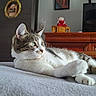 blanket, cat, cozy, domestic_animal, dresser, ears, fur, furniture, green_eyes, home, indoor, lying_down, pet, relaxed, resting, stuffed_toy, tabby_cat, television, whiskers, white_fur