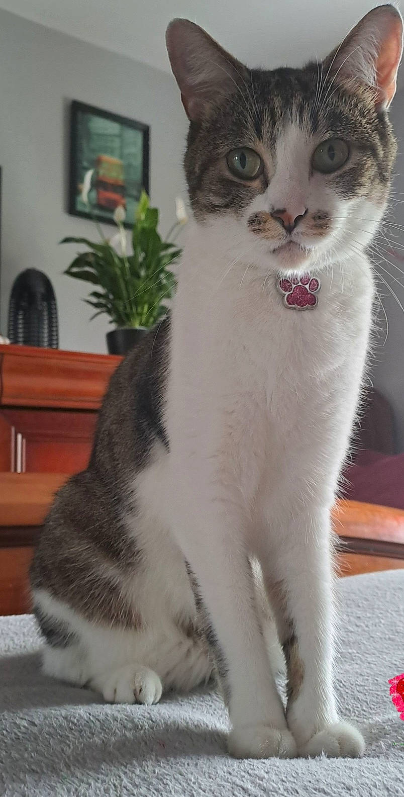 animal, cat, collar, ears, eyes, feline, fur, furniture, gray, home, indoor, looking, pet, plant, portrait, sitting, tabby, tag, whiskers, white