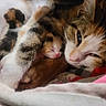 cat, kitten, mother_cat, sleeping, cozy, feline, animal, pet, fur, closeup, resting, cute, snuggling, warm, soft, newborn, nest, comfort, domestic_cat, mammal