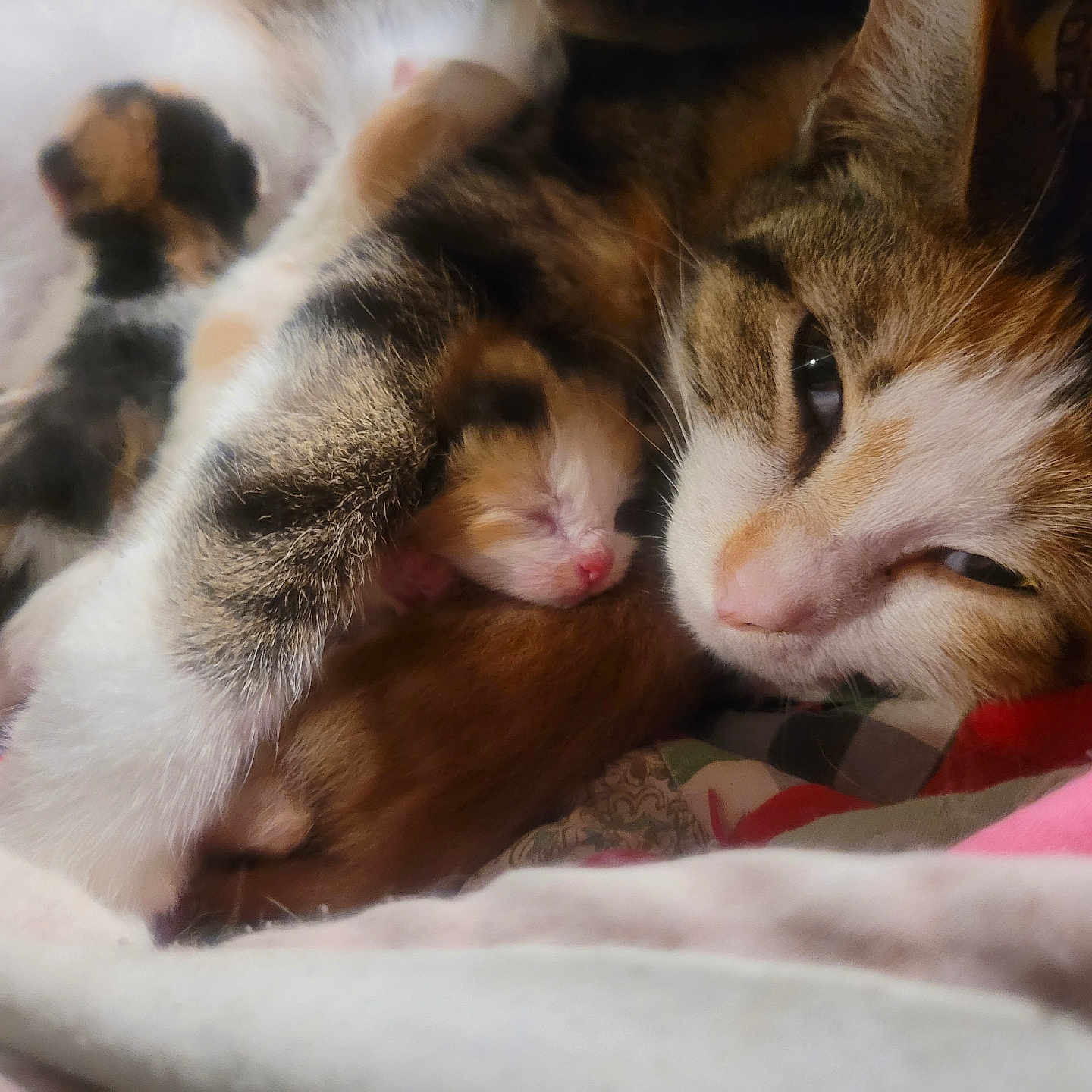 Sweets And Her Baby