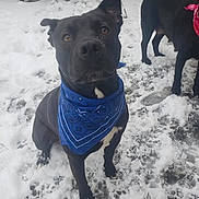 Kash is registered to the contest to win money with this photo: dog, black_dog, blue_bandana, red_bandana, snow, outdoor, pets, animal, canine, winter, fur, paw_prints, attention, companion, playful, cold_weather, standing, cute, two_dogs, background