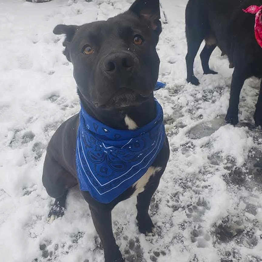 Kash is registered to the contest to win money with this photo: dog, black_dog, blue_bandana, red_bandana, snow, outdoor, pets, animal, canine, winter, fur, paw_prints, attention, companion, playful, cold_weather, standing, cute, two_dogs, background