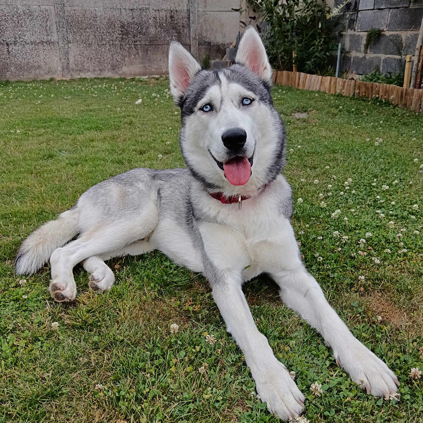 Venom a rejoint le concours — aidez-le/la à gagner de superbes lots ! animal, blue_eyes, canine, collar, daylight, dog, fence, fur, garden, grass, happy, laying_down, nature, outdoor, pet, plants, relaxed, siberian_husky, tongue_out, wall