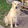 Tango participe au concours pour gagner de l'argent avec cette photo : dog, golden_retriever, grass, dirt, woodpile, outdoor, pet, canine, sitting, fur, nature, animal, mammal, paw, snout, ears, daylight, curious, leisure, companion