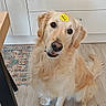 dog, golden_retriever, indoor, kitchen, floor, wooden_floor, cabinet, curious, pet, animal, sticker, yellow_sticker, sitting, fur, canine, household, domestic, looking_up, friendly, cute