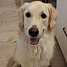 Tango a rejoint le concours — aidez-le/la à gagner de superbes lots ! dog, golden_retriever, pet, indoor, floor, wooden_floor, sitting, tongue_out, happy, canine, animal, fur, ears, face, front_view, domestic, companion, household, shadow, chair