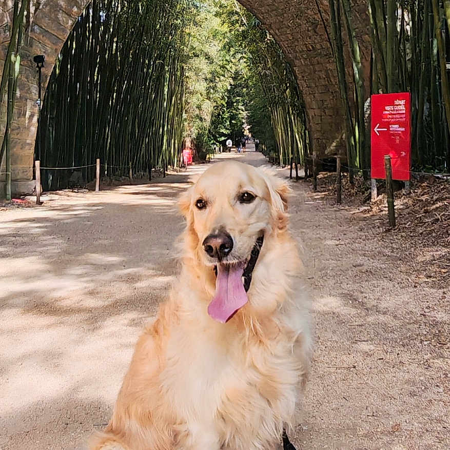 Tango participe au concours pour gagner de l'argent avec cette photo : golden_retriever, dog, outdoor, path, stone_archway, bamboo, nature, sunlight, happy, pet, animal, leash, forest, trees, canine, portrait, daytime, walking, park, smiling