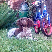 Luna participe au concours pour gagner de l'argent avec cette photo : animal, backyard, bicycle, blue, canine, dog, garden, grass, greenery, leisure, nature, outdoor, pet, playful, puppy, red, resting, summer, toy, wooden_fence