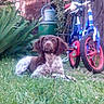 animal, backyard, bicycle, blue, canine, dog, garden, grass, greenery, leisure, nature, outdoor, pet, playful, puppy, red, resting, summer, toy, wooden_fence